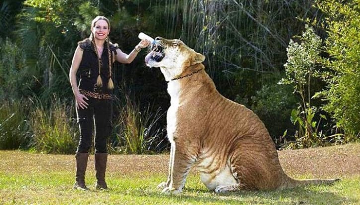 লায়ন-টাইগার থেকে লাইগার