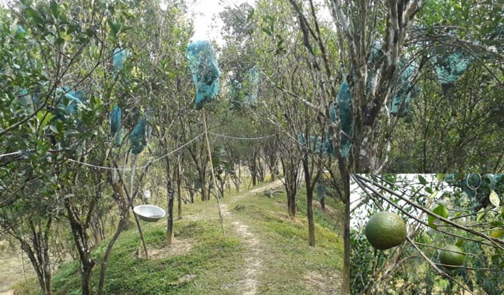 দেশের বাজারে ভারতীয় কমলায় চাষিরা হতাশ দেশের বাজারে ভারতীয় কমলায় চাষিরা হতাশ