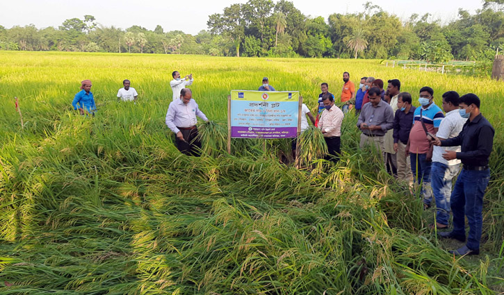 জলাবদ্ধ জমিতে উন্নত জাতের ধান চাষ করে পাউবোর সাফল্য জলাবদ্ধ জমিতে উন্নত জাতের ধান চাষ করে পাউবোর সাফল্য
