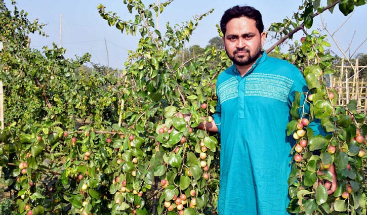 মাগুরায় সাড়া ফেলেছে বিচিবিহীন বরই মাগুরায় সাড়া ফেলেছে বিচিবিহীন বরই
