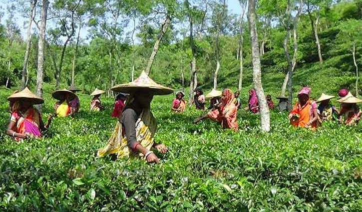 চা শ্রমিকদের দৈনিক মজুরি বেড়েছে ১৮ টাকা