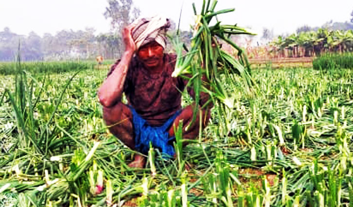 চাঁদা না দিলেই ফসলের মাঠে তাণ্ডব চাঁদা না দিলেই ফসলের মাঠে তাণ্ডব