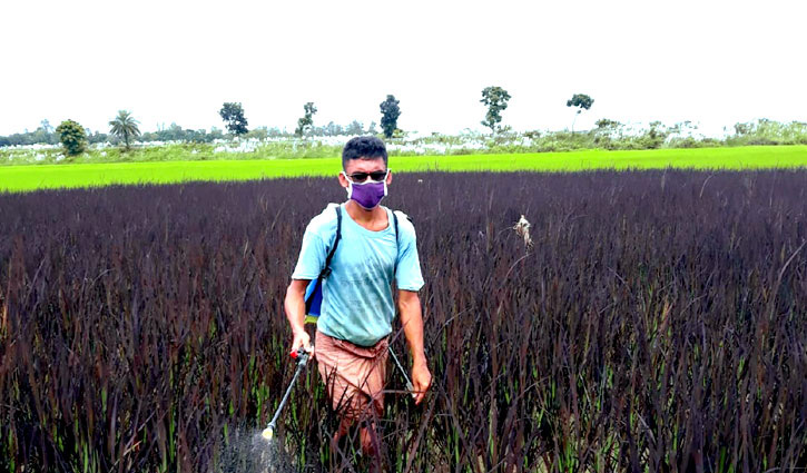 বেগুনি পাতার ধান ‘সুবর্ণা এরি’ বেগুনি পাতার ধান ‘সুবর্ণা এরি’