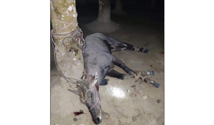 ঠাকুরগাঁওয়ে বিলুপ্তপ্রায় নীলগাই উদ্ধার ঠাকুরগাঁওয়ে বিলুপ্তপ্রায় নীলগাই উদ্ধার