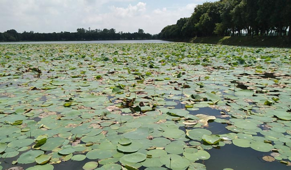 সৌন্দর্যে ভরা ‘পদ্মপুকুর’ হতে পারে আকর্ষণীয় বিনোদন কেন্দ্র সৌন্দর্যে ভরা ‘পদ্মপুকুর’ হতে পারে আকর্ষণীয় বিনোদন কেন্দ্র