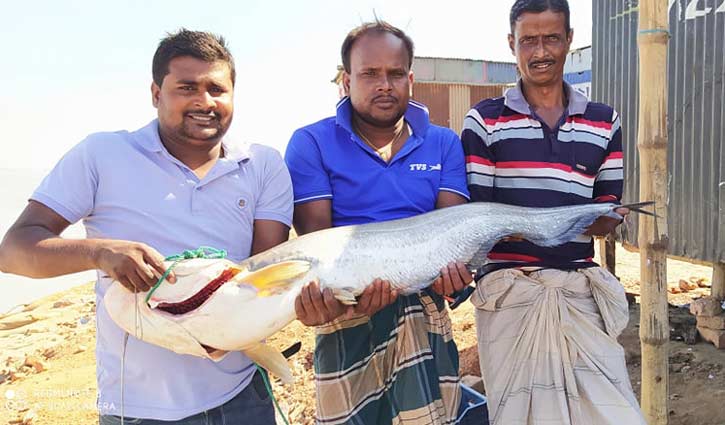 পদ্মা নদীতে জেলের জালে ১২ কেজির বোয়াল পদ্মা নদীতে জেলের জালে ১২ কেজির বোয়াল