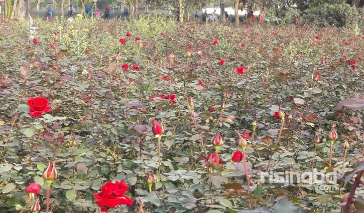 প্রস্তুত গোলাপ গ্রাম