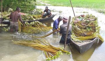শাপলা উঠিয়ে ৪ শতাধিক পরিবারের দিন চলে