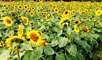 শখের সূর্যমুখী বাগান এখন বিনোদন কেন্দ্র