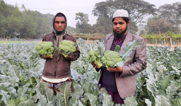 ব্রোকলি চাষে ছালামের মুখে হাসি