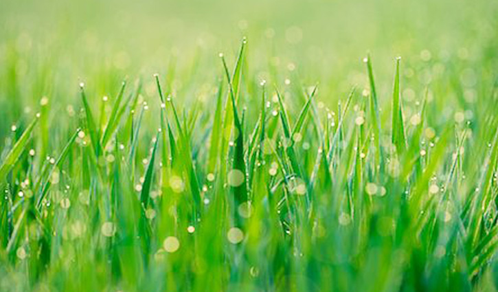 শীত-কুয়াশা-শিশিরে হেমন্ত