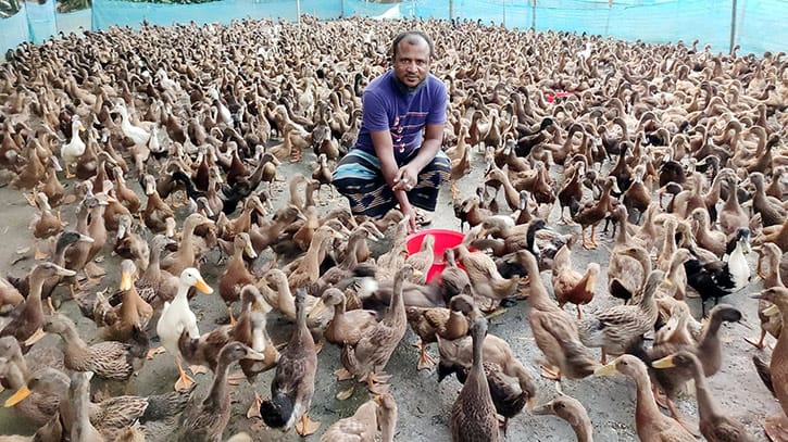 হাঁস পালন করে দিনবদল হাঁস পালন করে দিনবদল