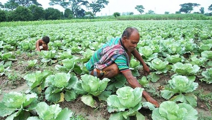 শীতের সবজি চাষের এখনই সময়