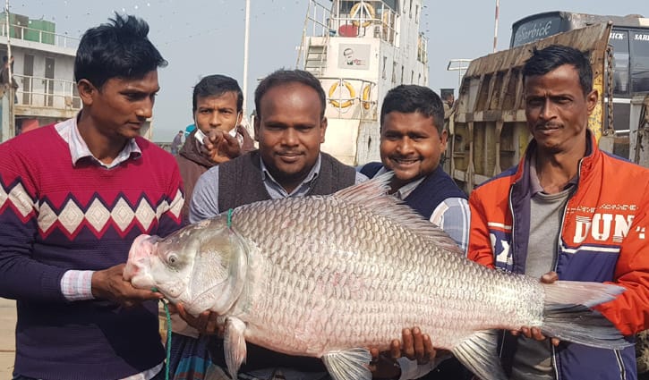 পদ্মায় ধরা পড়লো ৪২ কেজির কাতল-বোয়াল পদ্মায় ধরা পড়লো ৪২ কেজির কাতল-বোয়াল