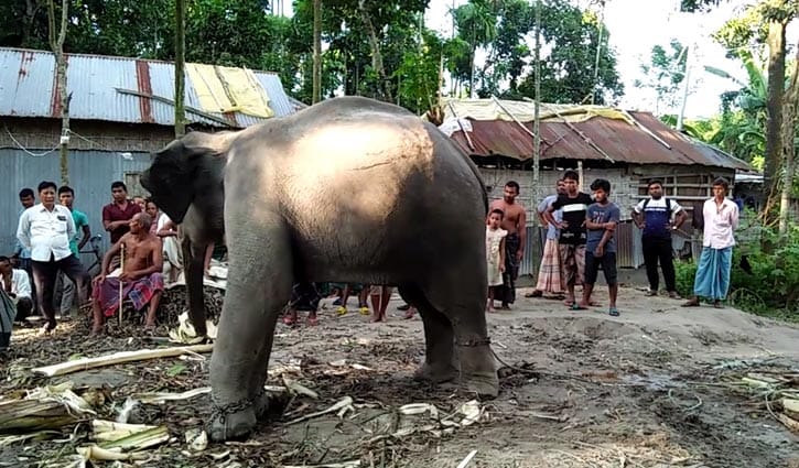 স্ত্রীর ইচ্ছা পূরণে এবার হাতি কিনলেন দুলাল