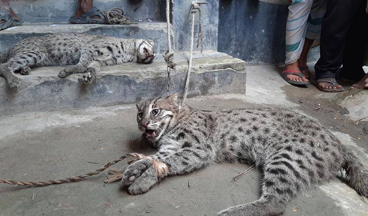 একটি মেছোবাঘ পিটিয়ে মারল গ্রামবাসী, অন্যটি উ্দ্ধার