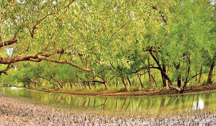 শিগগিরই সুন্দরবনে পর্যটক প্রবেশ শুরু শিগগিরই সুন্দরবনে পর্যটক প্রবেশ শুরু