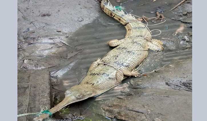 টাঙ্গাইলে জেলেদের জালে কুমির টাঙ্গাইলে জেলেদের জালে কুমির