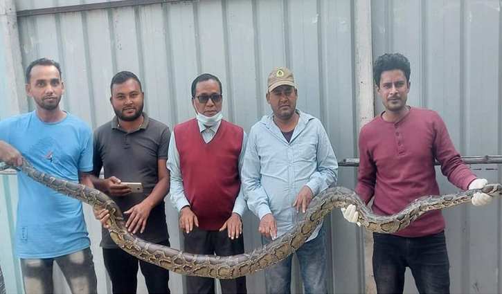 বেলকুচিতে সাড়ে ১০ ফুট লম্বা অজগর উদ্ধার বেলকুচিতে সাড়ে ১০ ফুট লম্বা অজগর উদ্ধার