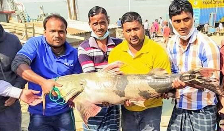 পদ্মায় ধরা পড়লো ২৯ কেজির বাঘাইড় পদ্মায় ধরা পড়লো ২৯ কেজির বাঘাইড়