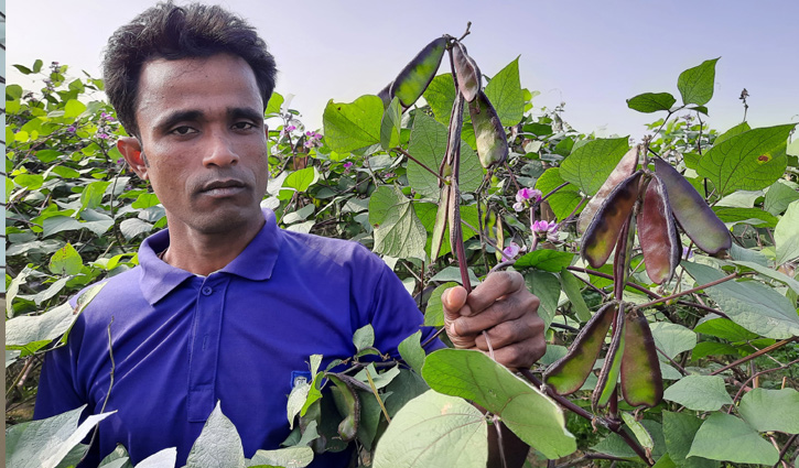হবিগঞ্জে ১৫ হাজার মে. টন শিম উৎপাদনের আশাবাদ হবিগঞ্জে ১৫ হাজার মে. টন শিম উৎপাদনের আশাবাদ