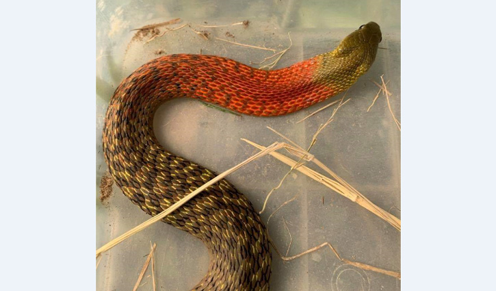শ্রীমঙ্গলে বিপন্ন প্রজাতির ‘লাল-ঘাড় ডোরা’ সাপ উদ্ধার