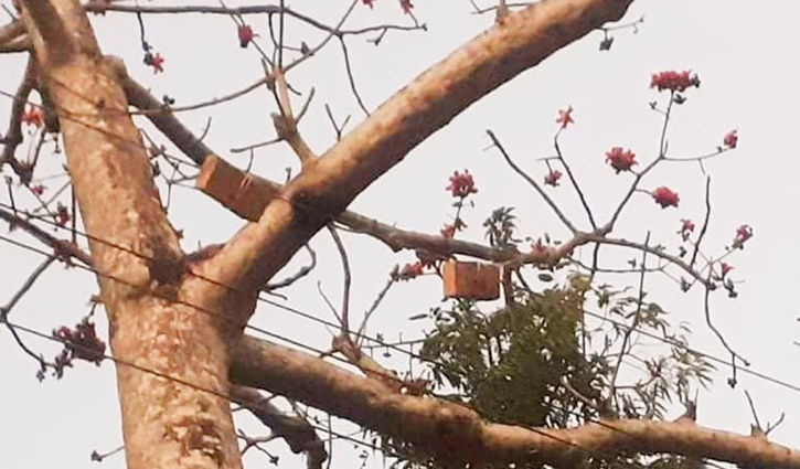 ডালপালার মধ্য দিয়ে বিদ্যুতের তার, ঝুলছে ইট ডালপালার মধ্য দিয়ে বিদ্যুতের তার, ঝুলছে ইট