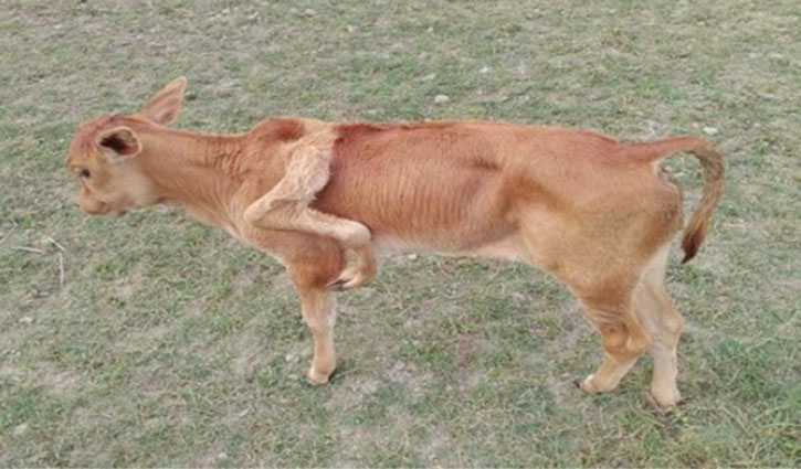 ৫ পায়ের বাছুর ৫ পায়ের বাছুর