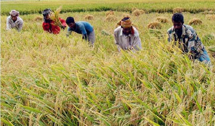 যে কারণে বোরো সংগ্রহের লক্ষ্য অর্জন হয়নি যে কারণে বোরো সংগ্রহের লক্ষ্য অর্জন হয়নি