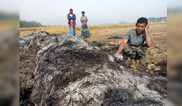 ধানের সঙ্গে এ কেমন শত্রুতা ধানের সঙ্গে এ কেমন শত্রুতা