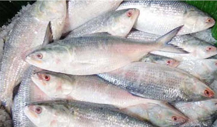 ফের ইলিশ ধরা শুরু ফের ইলিশ ধরা শুরু