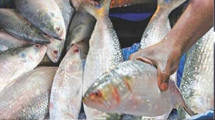 Hilsa fishing banned for 22 days from today