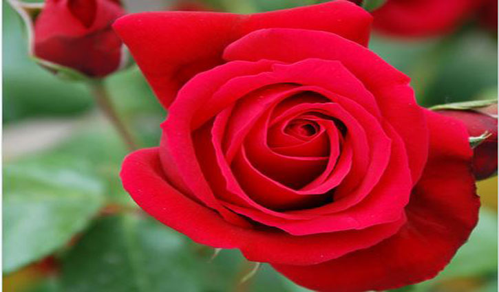 The saga of roses