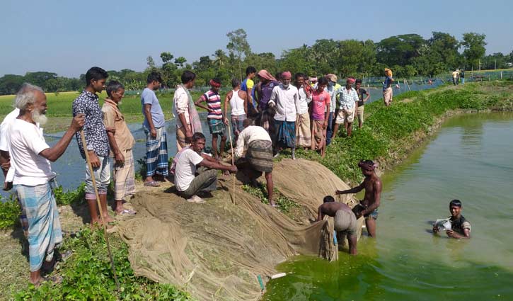 বিষ প্রয়োগে ৫০ লাখ টাকার মাছ নিধনের অভিযোগ বিষ প্রয়োগে ৫০ লাখ টাকার মাছ নিধনের অভিযোগ