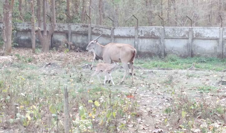 সাফারি পার্কে কমন ইল্যান্ড পরিবারে নতুন সদস্য সাফারি পার্কে কমন ইল্যান্ড পরিবারে নতুন সদস্য