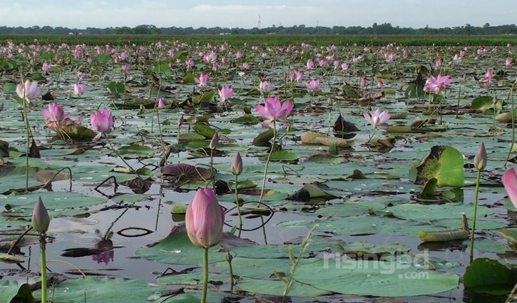 পদ্মফুলের বিল পদ্মফুলের বিল