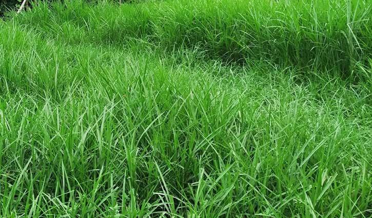 ঘাস চাষ সম্প্রসারণসহ ৭ প্রকল্প অনুমোদন ঘাস চাষ সম্প্রসারণসহ ৭ প্রকল্প অনুমোদন