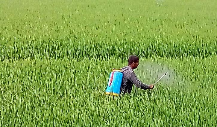 আমন ধানে স্বপ্ন দেখছেন কৃষক আমন ধানে স্বপ্ন দেখছেন কৃষক