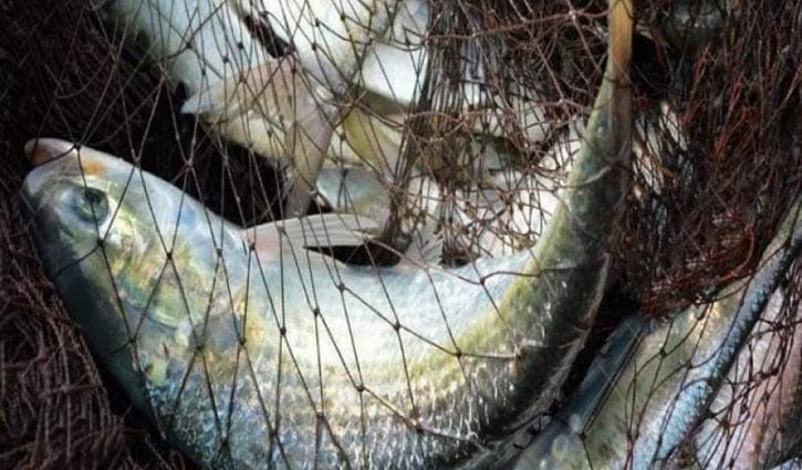 ইলিশ ধরার ওপর নিষেধাজ্ঞা উঠছে মধ্যরাতে ইলিশ ধরার ওপর নিষেধাজ্ঞা উঠছে মধ্যরাতে