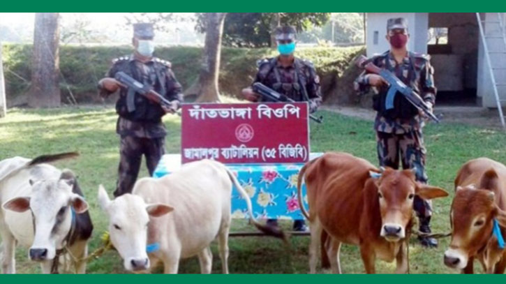 জামালপুর বিজিবির অভিযানে ভারতীয় ৪ গরু আটক জামালপুর বিজিবির অভিযানে ভারতীয় ৪ গরু আটক