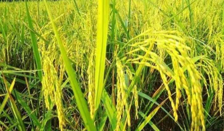 আমন কাটা শুরু, কৃষকের ঘরে সুখের বার্তা আমন কাটা শুরু, কৃষকের ঘরে সুখের বার্তা