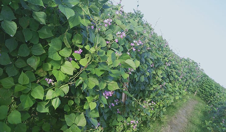 উপকূলে বর্ষাকালীন শিম চাষে সাফল্য উপকূলে বর্ষাকালীন শিম চাষে সাফল্য