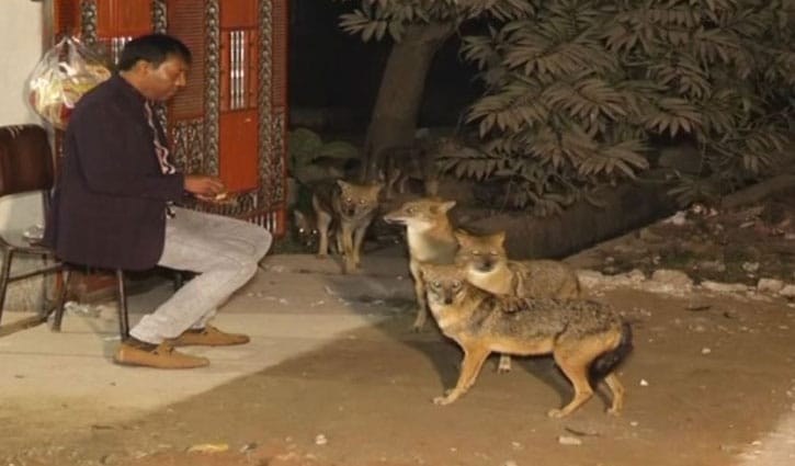 শিয়ালের সঙ্গে বন্ধুত্ব শিয়ালের সঙ্গে বন্ধুত্ব