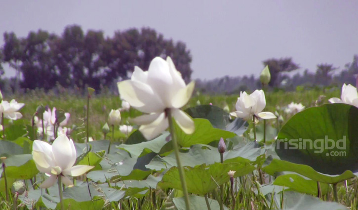 হলুদ পদ্মে মুগ্ধ পর্যটক