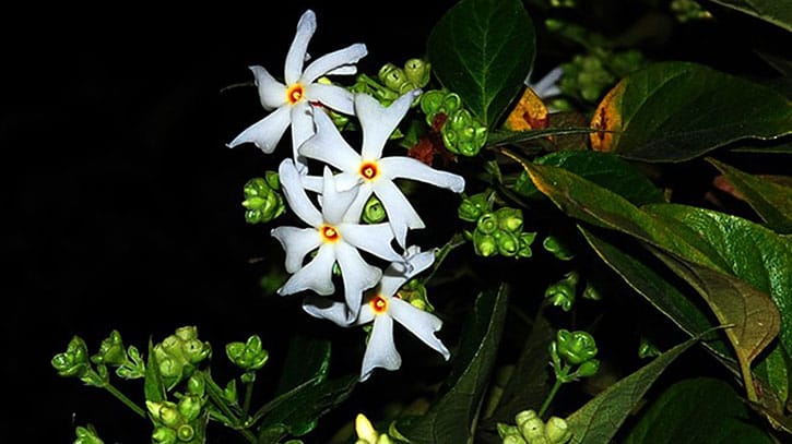 শরতের শিউলি শরতের শিউলি