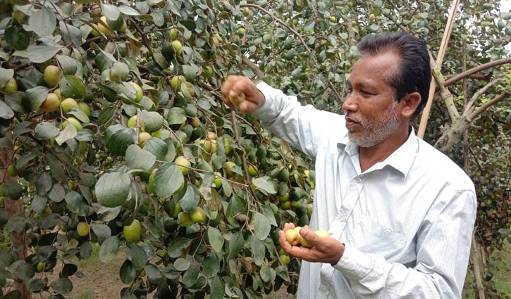 বরই চাষে ভাগ্য বদলেছে দুলাল হোসেনের বরই চাষে ভাগ্য বদলেছে দুলাল হোসেনের