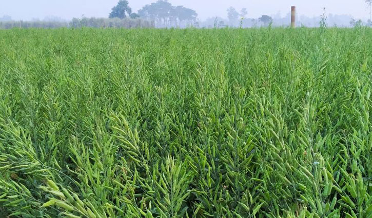 উন্নত জাতের সরিষা চাষে ব্যস্ত কৃষক উন্নত জাতের সরিষা চাষে ব্যস্ত কৃষক