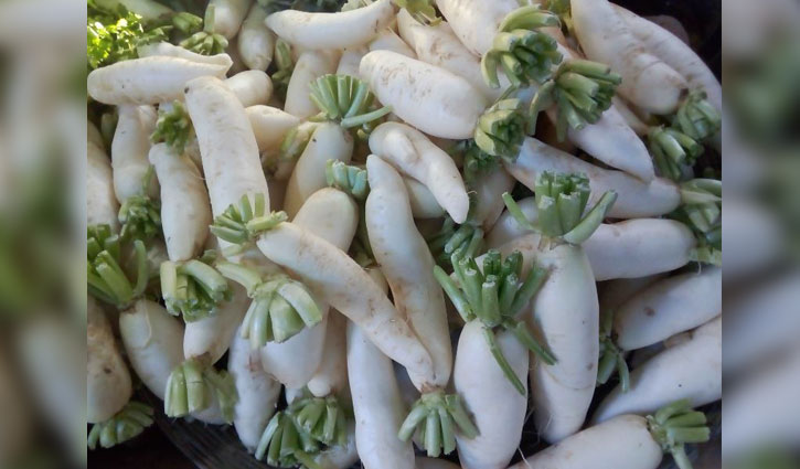 মুলার কেজি ৪ টাকা মুলার কেজি ৪ টাকা