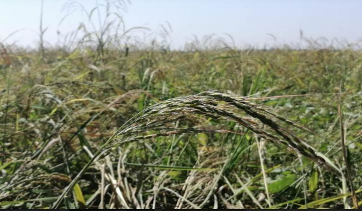 আমনের বাম্পার ফলনে খুশি কৃষক আমনের বাম্পার ফলনে খুশি কৃষক