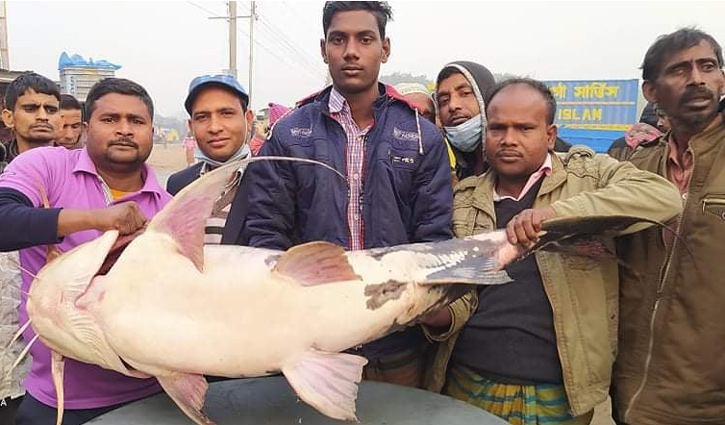 এক বাঘাইড়ের দাম ৪০ হাজার এক বাঘাইড়ের দাম ৪০ হাজার